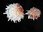 SPONDYLUS PRINCEPS